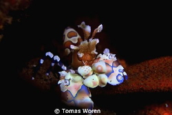 Harlequin Shrimp shot at Melasti Tulamben. by Tomas Woren 